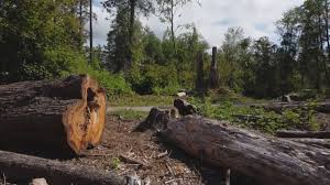 Best Emergency Tree Removal  in Hernando, MS