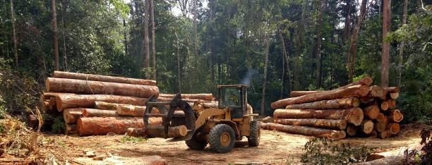 Best Commercial Tree Services  in Hernando, MS
