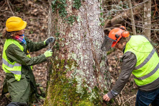 Best Tree Trimming and Pruning  in Hernando, MS