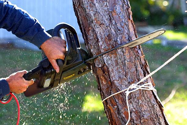 Professional Tree Care in Hernando, MS
