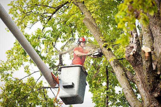 Best Tree Maintenance Programs  in Hernando, MS