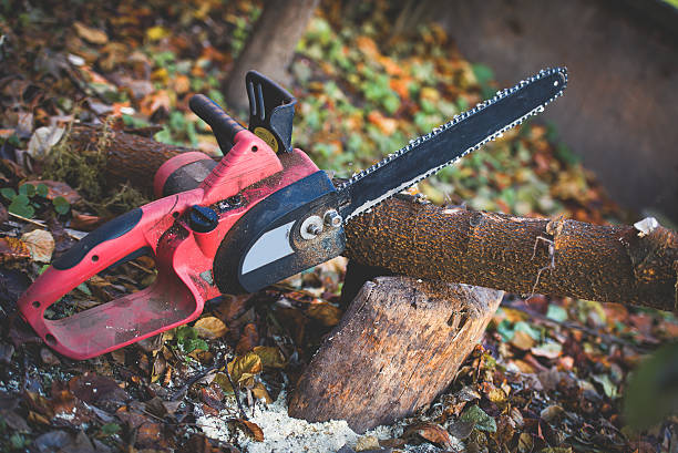 Best Tree Removal  in Hernando, MS